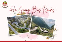 Strawberry Ha Giang Loop: The Smart Way to Discover Ha Giang Bus Routes Ha Giang Bus Routes