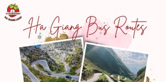 Strawberry Ha Giang Loop: The Smart Way to Discover Ha Giang Bus Routes Ha Giang Bus Routes